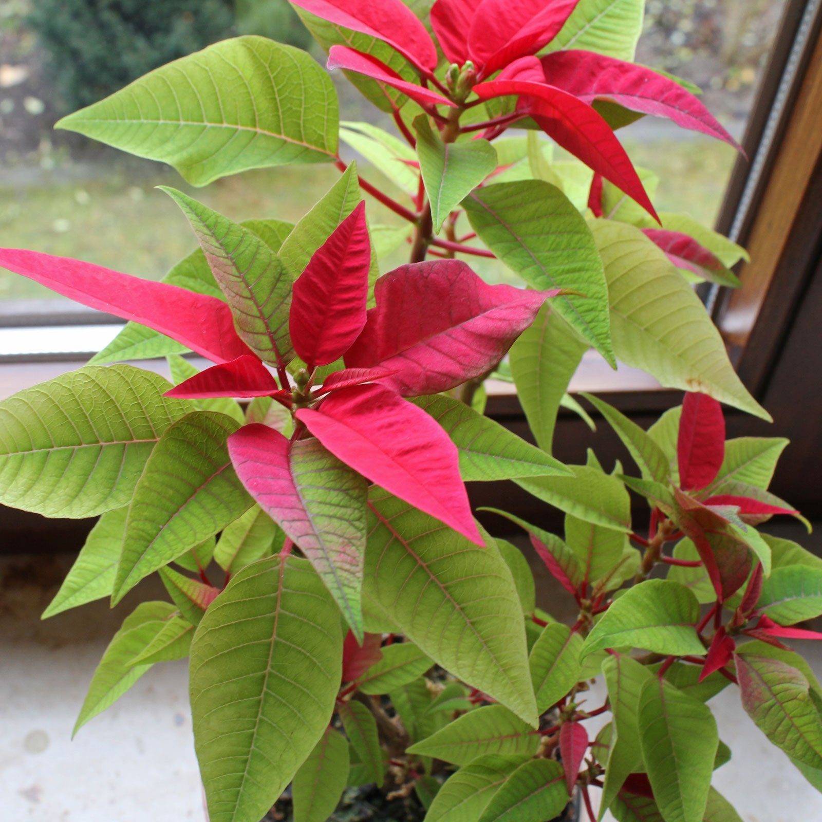 Euphorbia pulcherrima