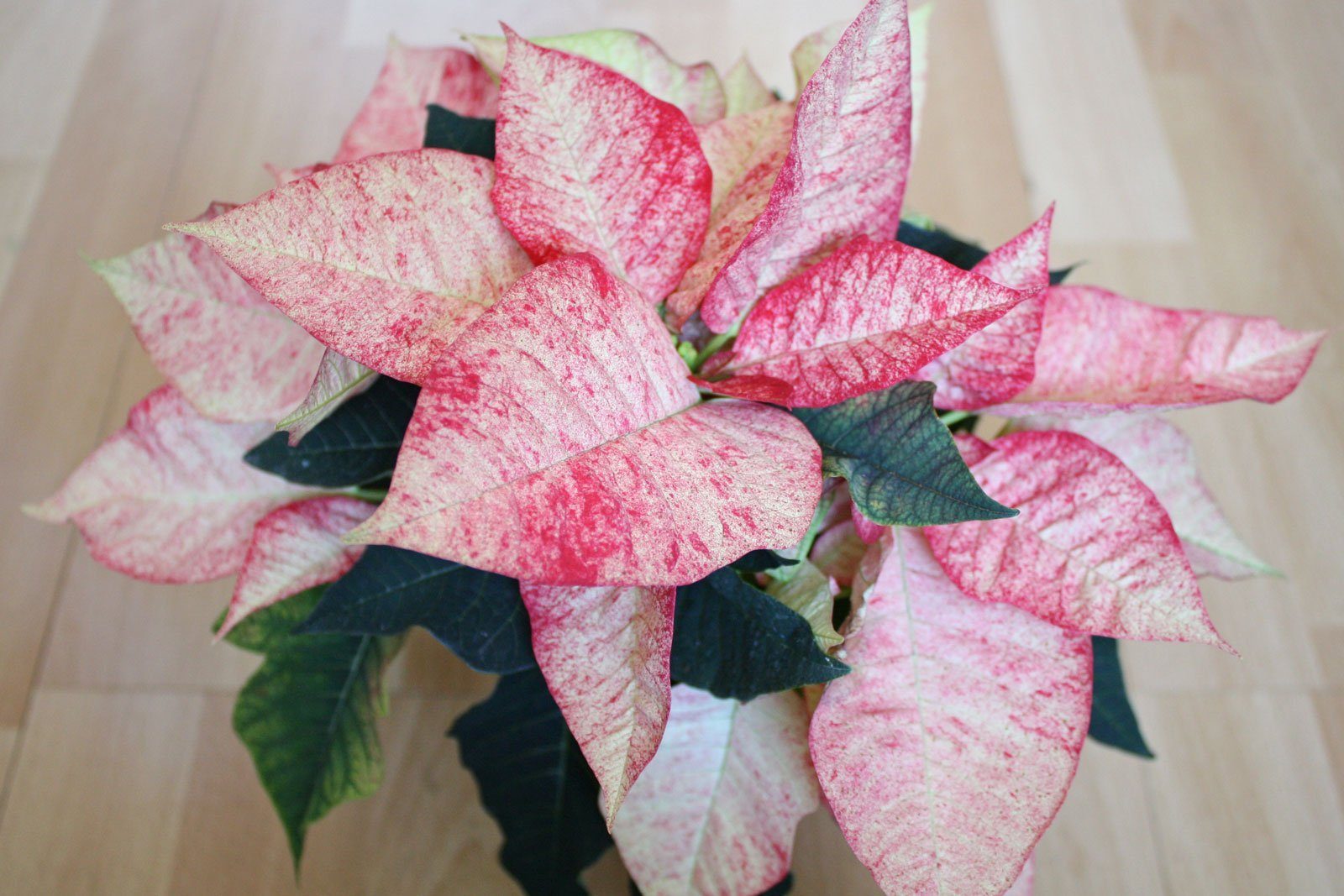 Poinsettie