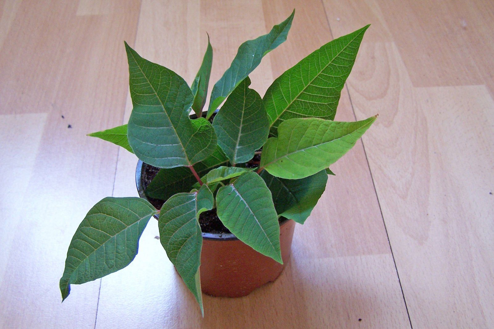 Weihnachtsstern Stecklinge