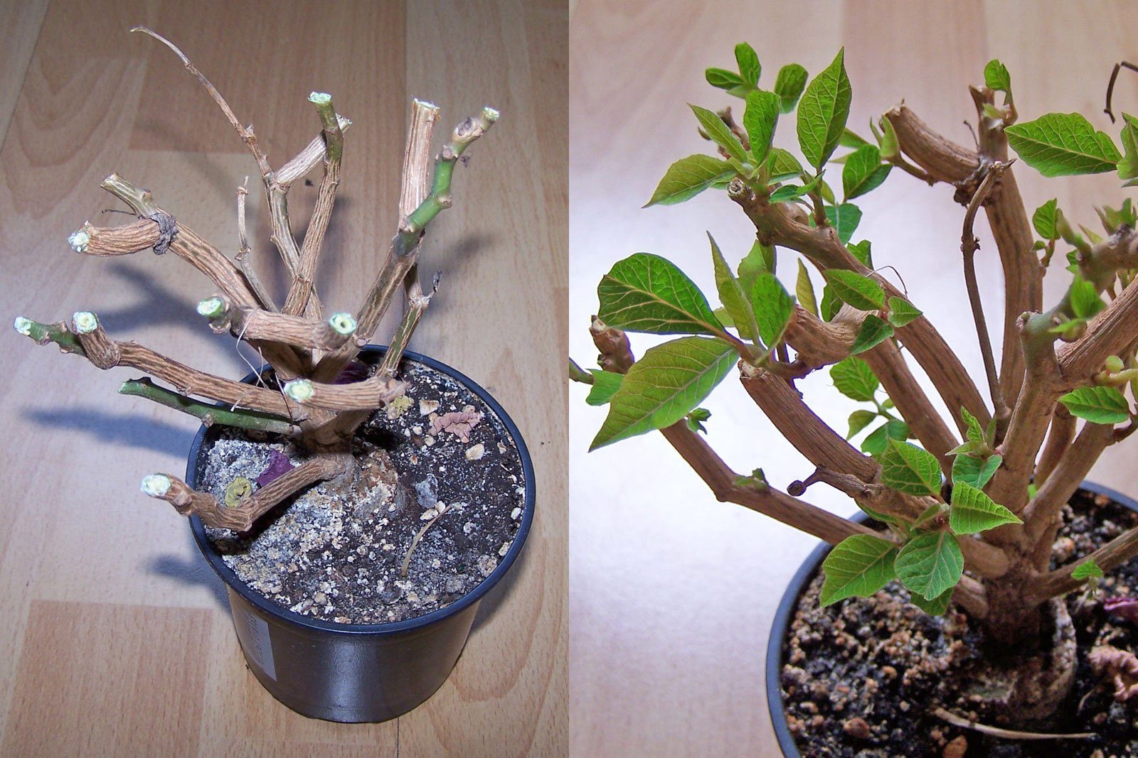 Weihnachtsstern schneiden