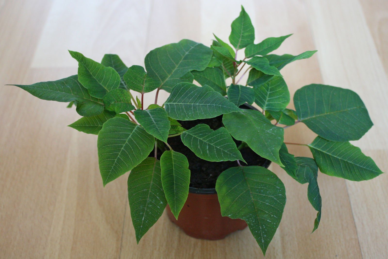 Weihnachtsstern Stecklinge