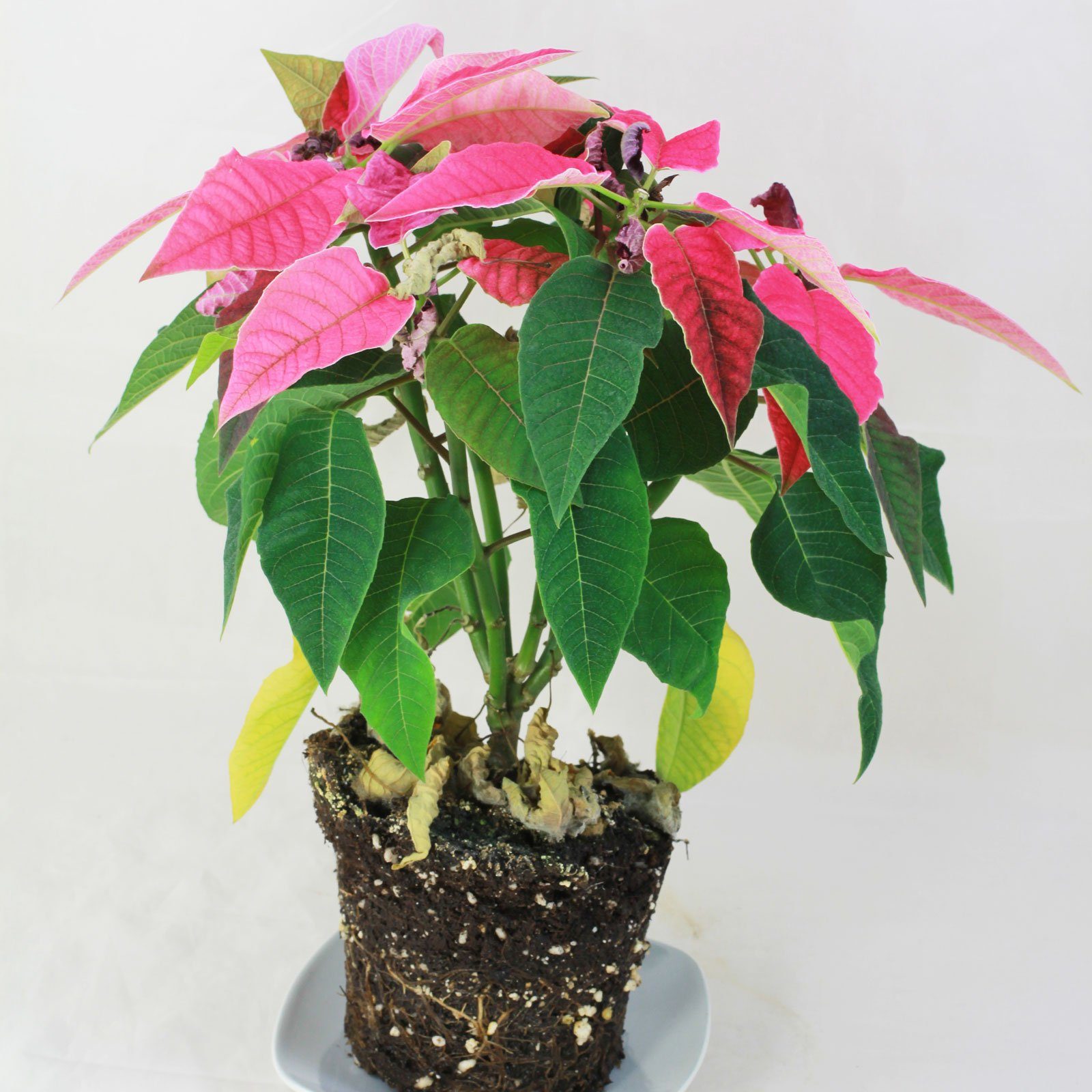 Kranker Weihnachtsstern