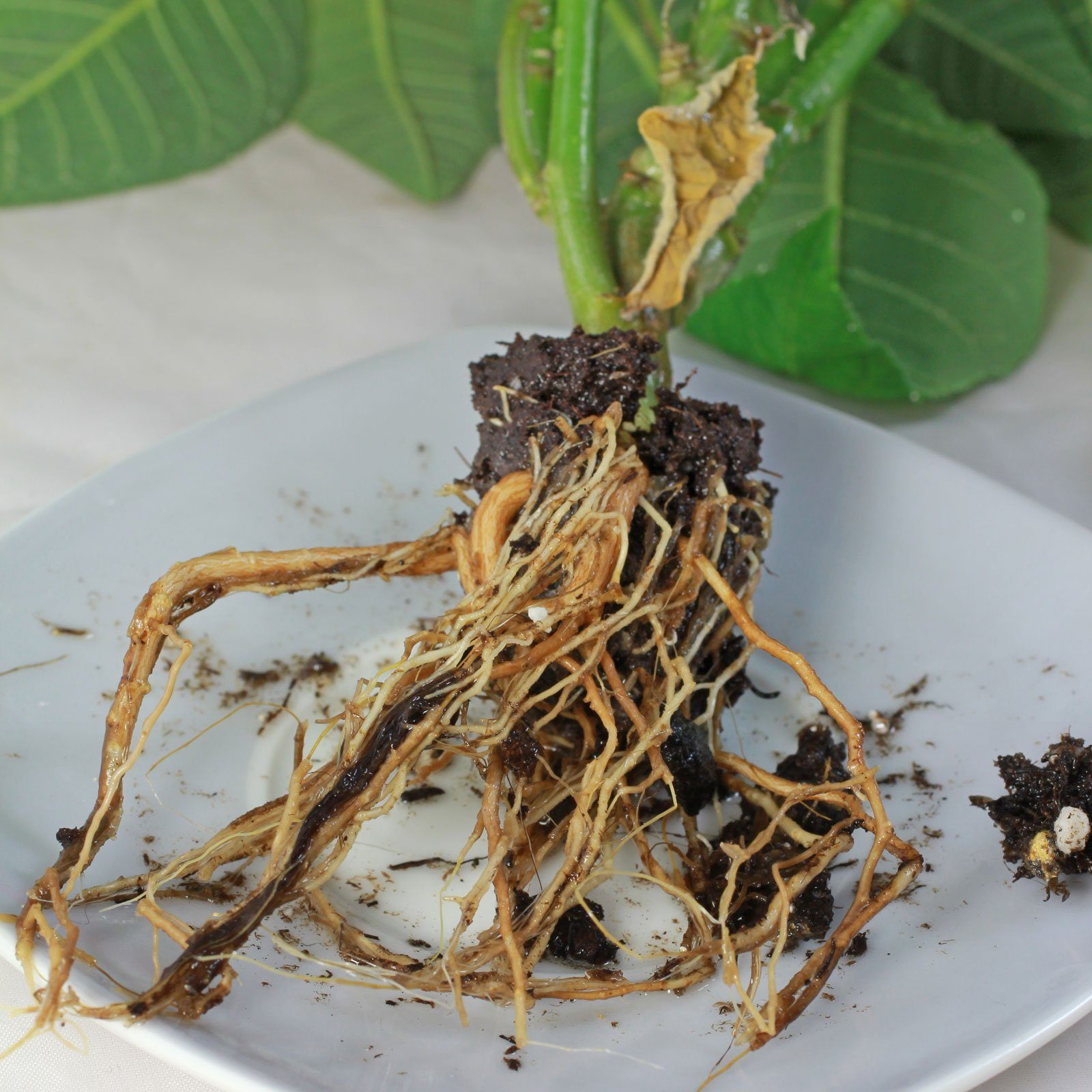 Weihnachtsstern Wurzeln