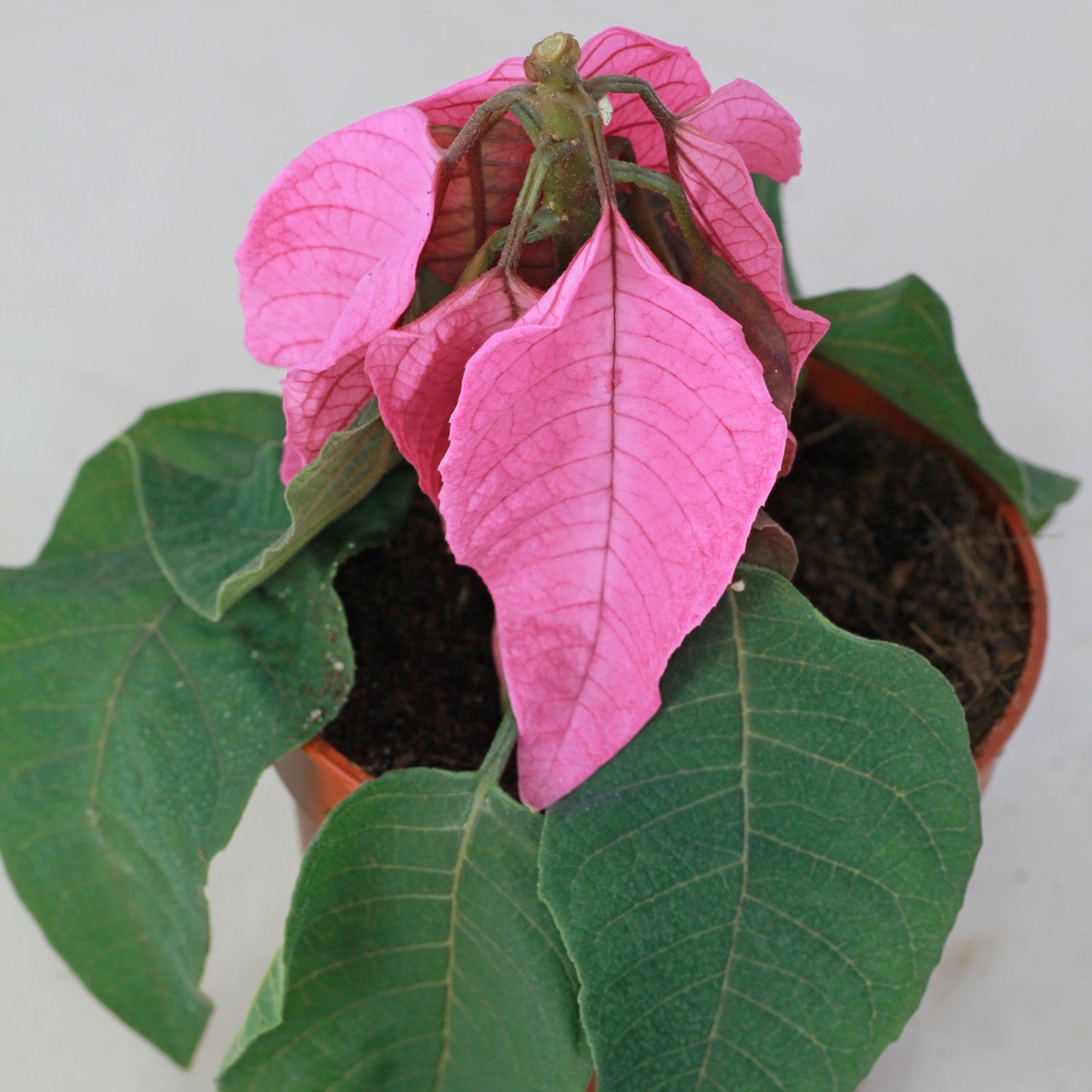 Weihnachtsstern erfroren