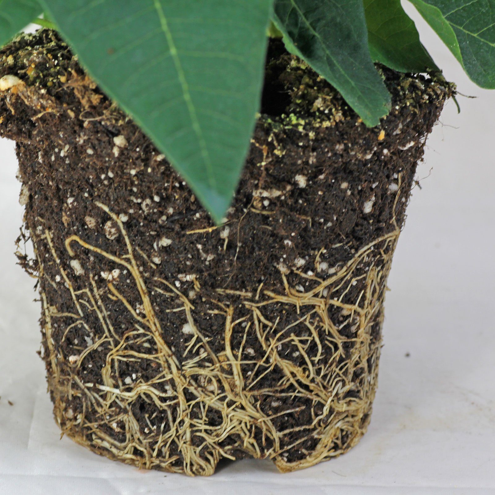 Weihnachtsstern gesunde Wurzeln