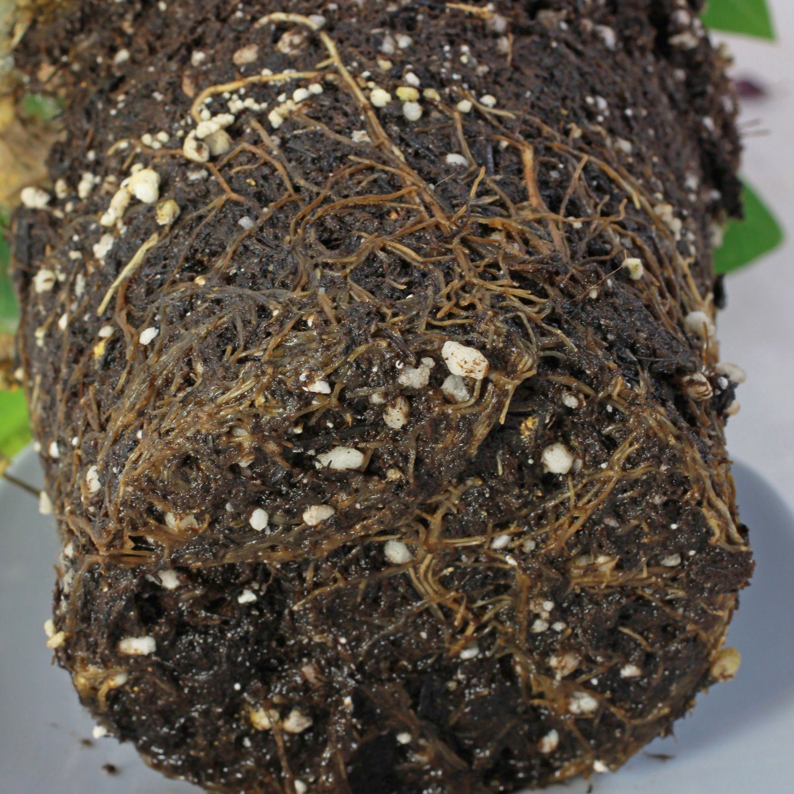 Weihnachtsstern verfaulte Wurzeln