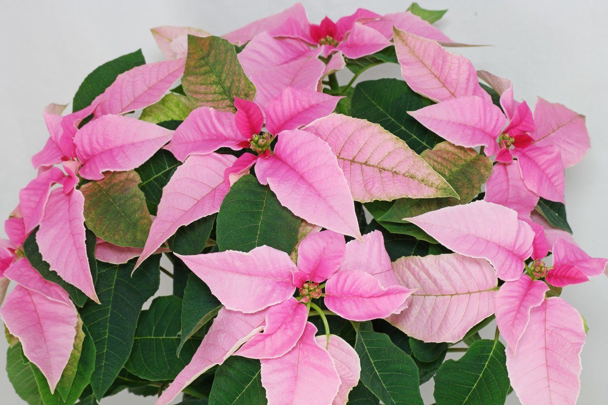 Weihnachtsstern-Sorte Princettia Pink