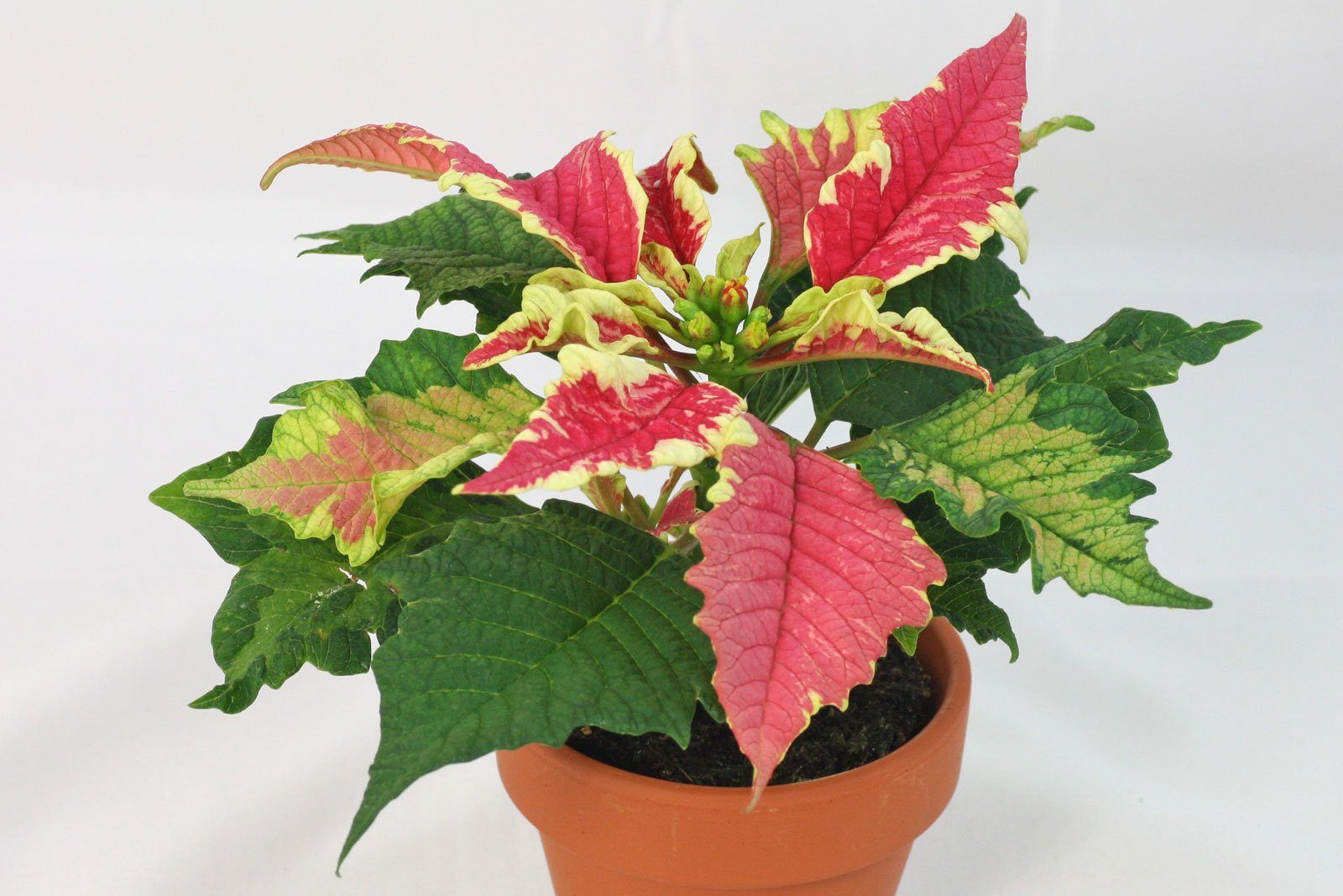 Mini-Weihnachtsstern