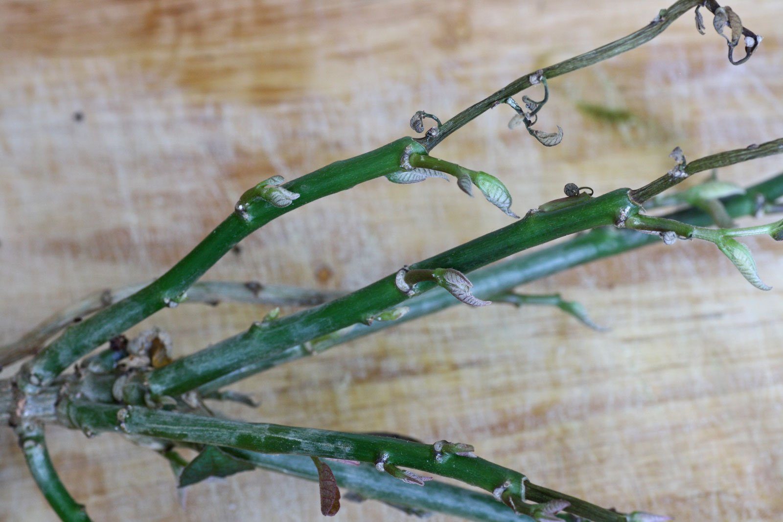 Weihnachtsstern Äste