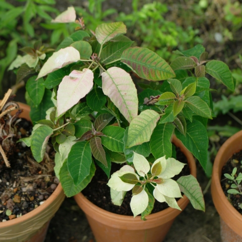 Weihnachtsstern im Garten