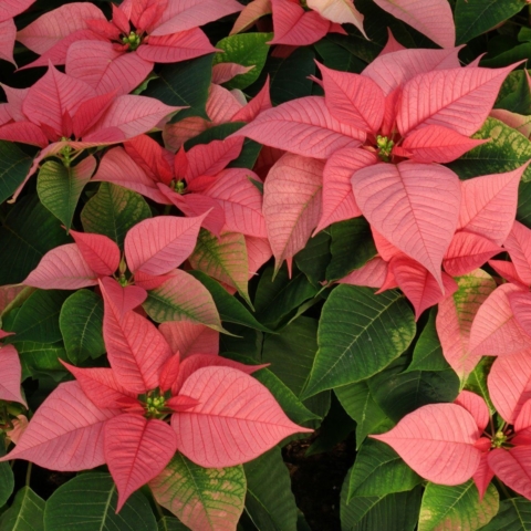 Weihnachtsstern Pflege