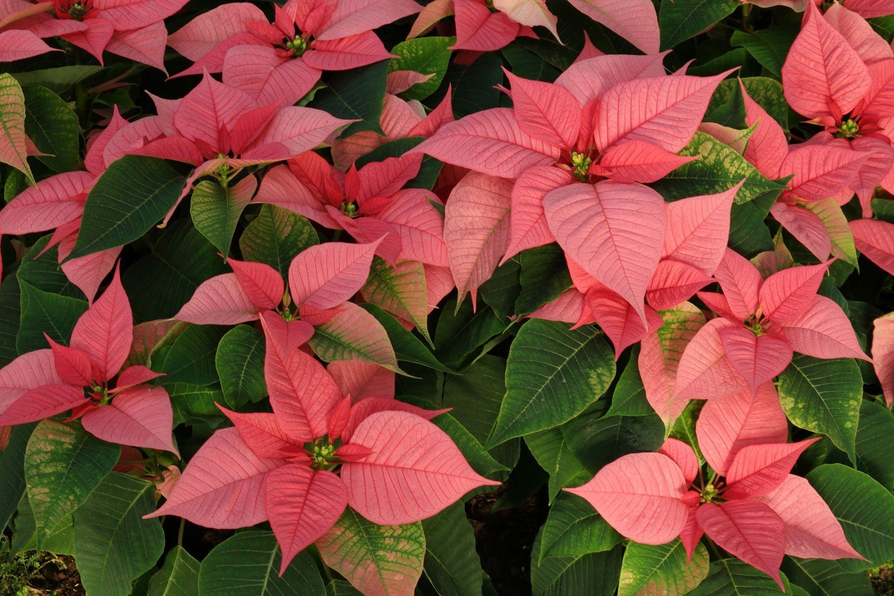 Weihnachtsstern Pflege