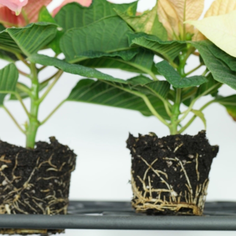 Weihnachtsstern Stecklinge