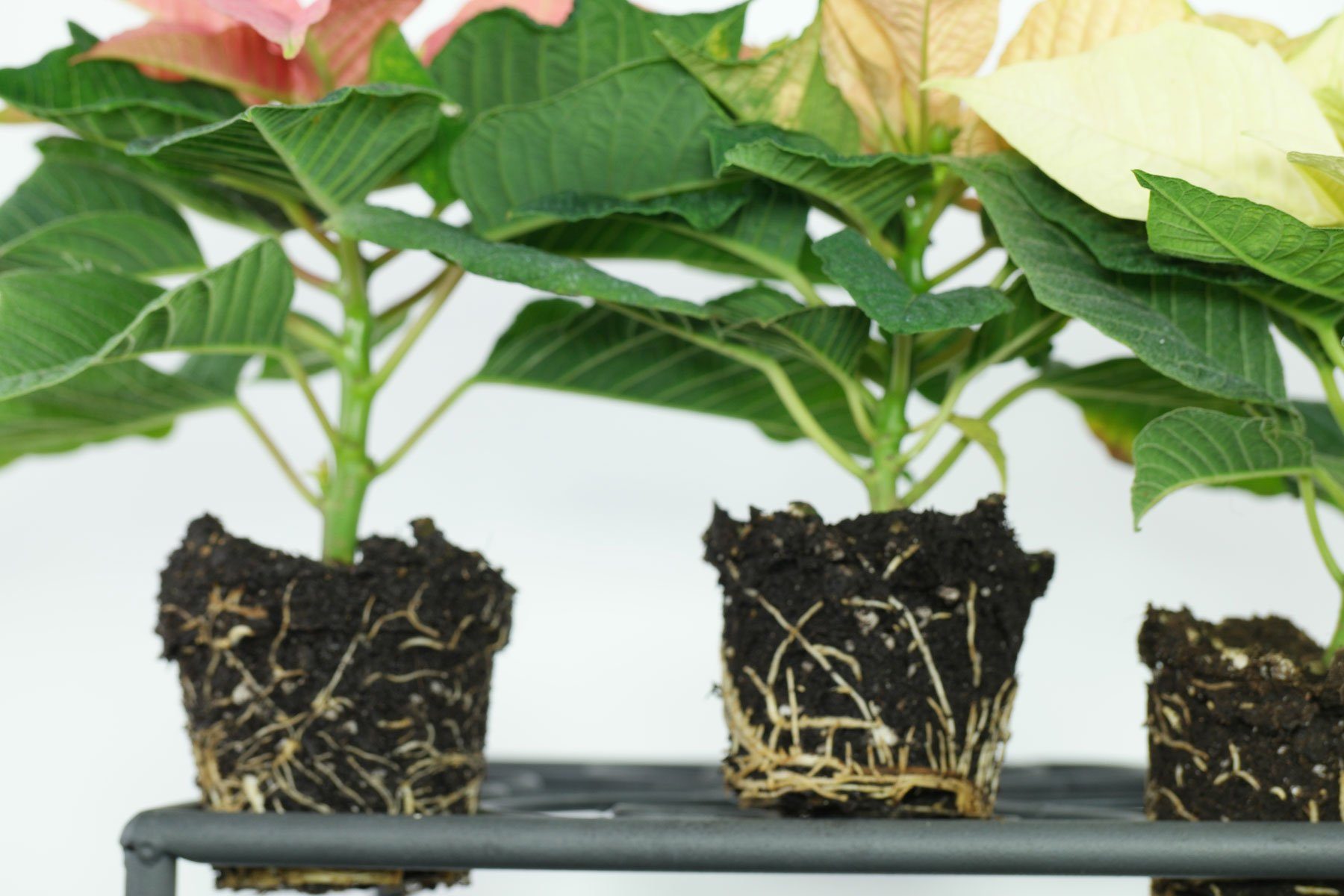 Weihnachtsstern Stecklinge