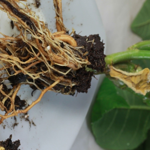 Weihnachtsstern retten