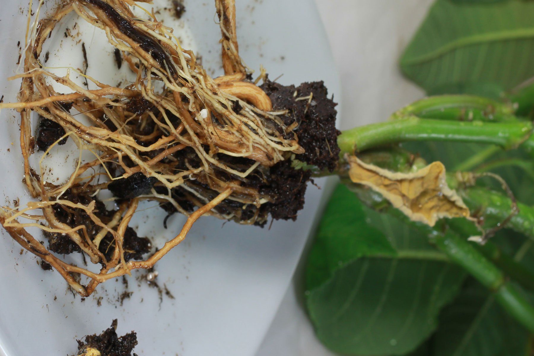 Weihnachtsstern retten