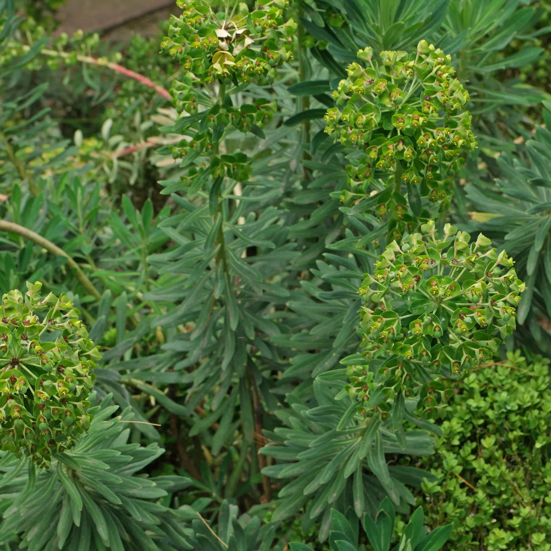 Euphorbia characias