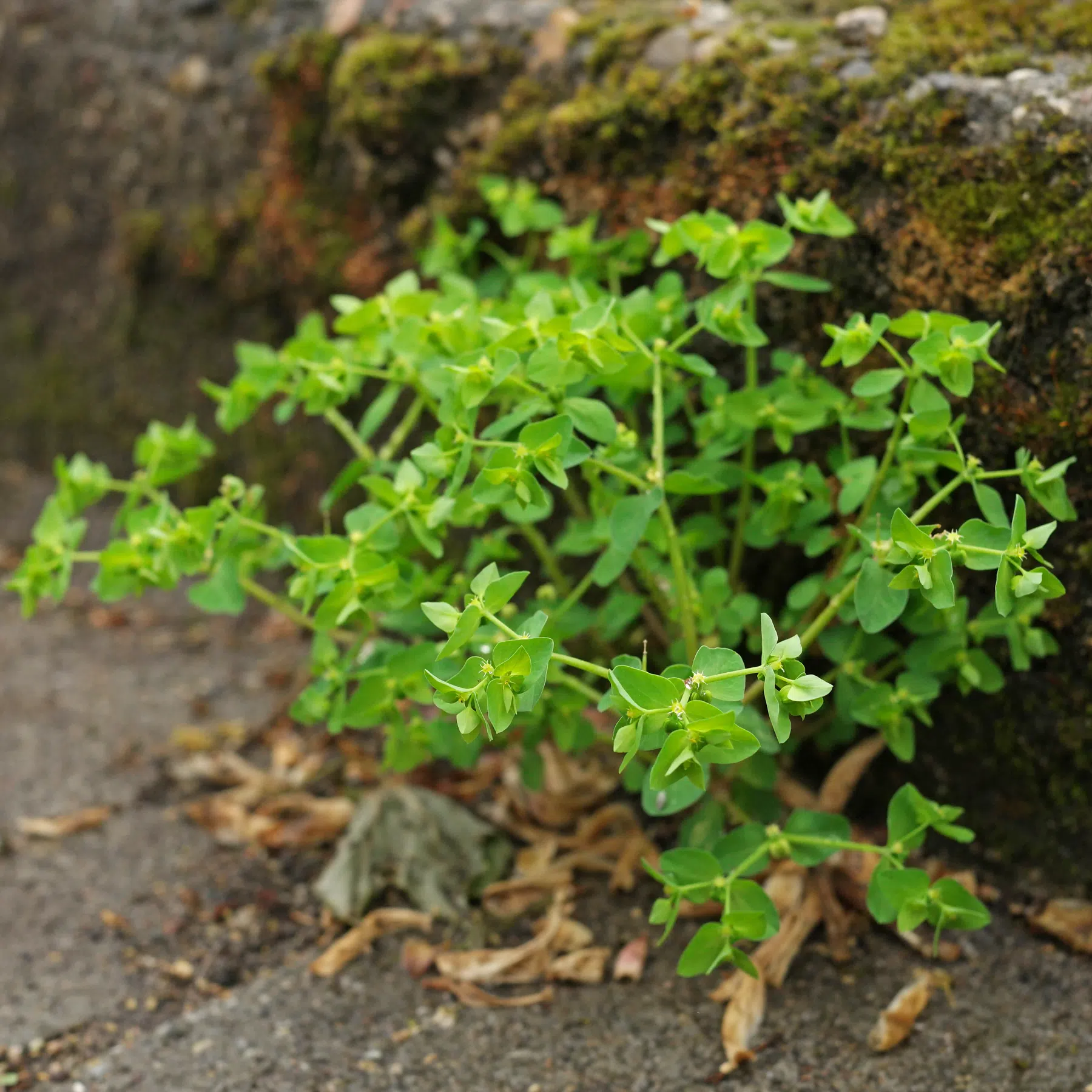 Garten-Wolfsmilch Euphorbia peplus