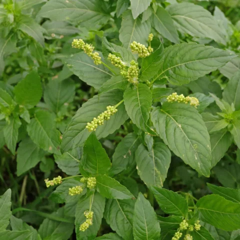 Mercurialis annua