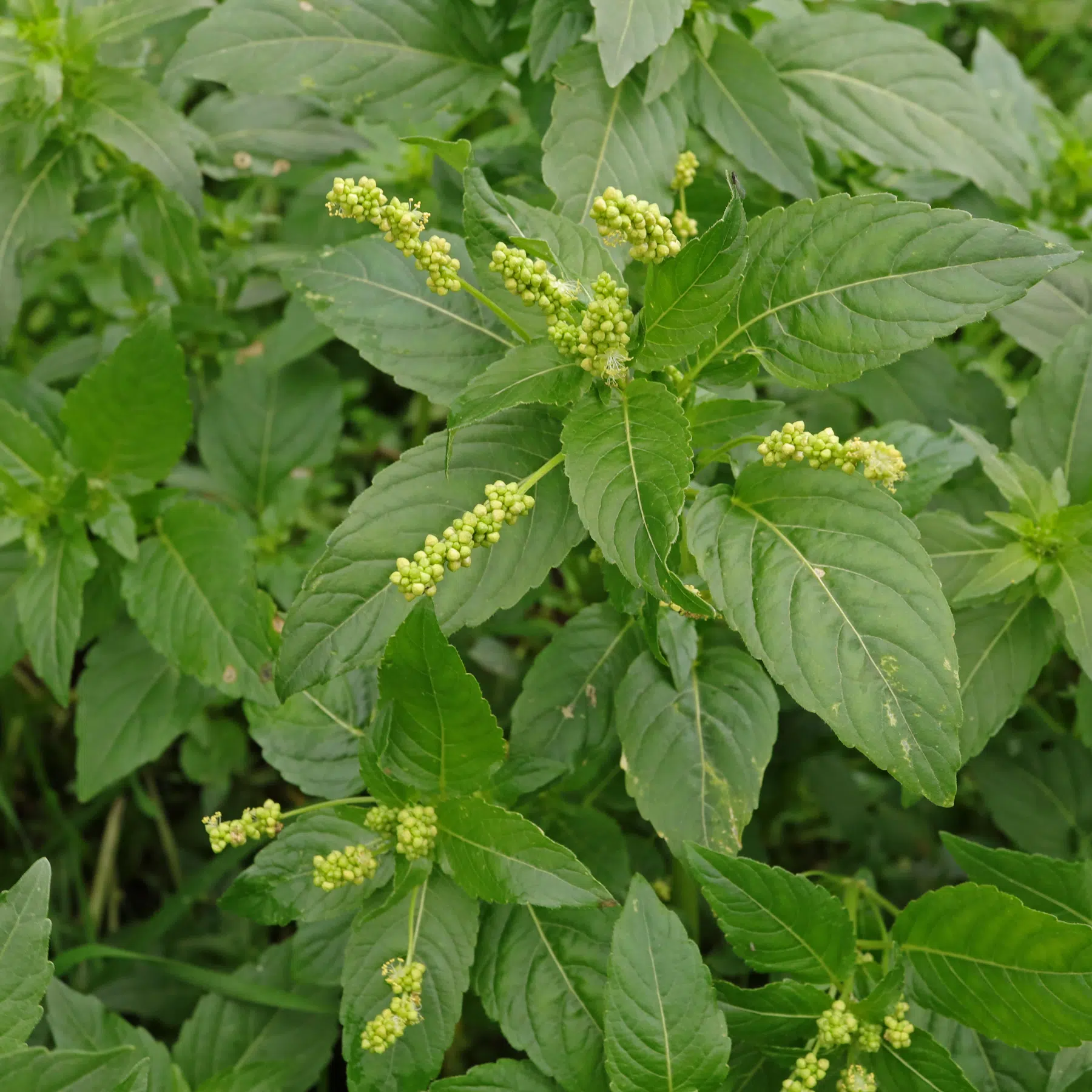 Mercurialis annua