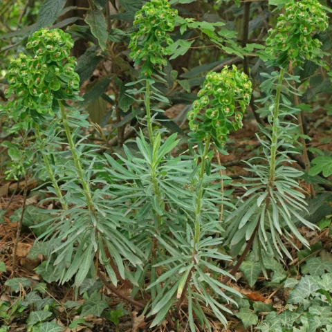 Palisaden-Wolfsmilch