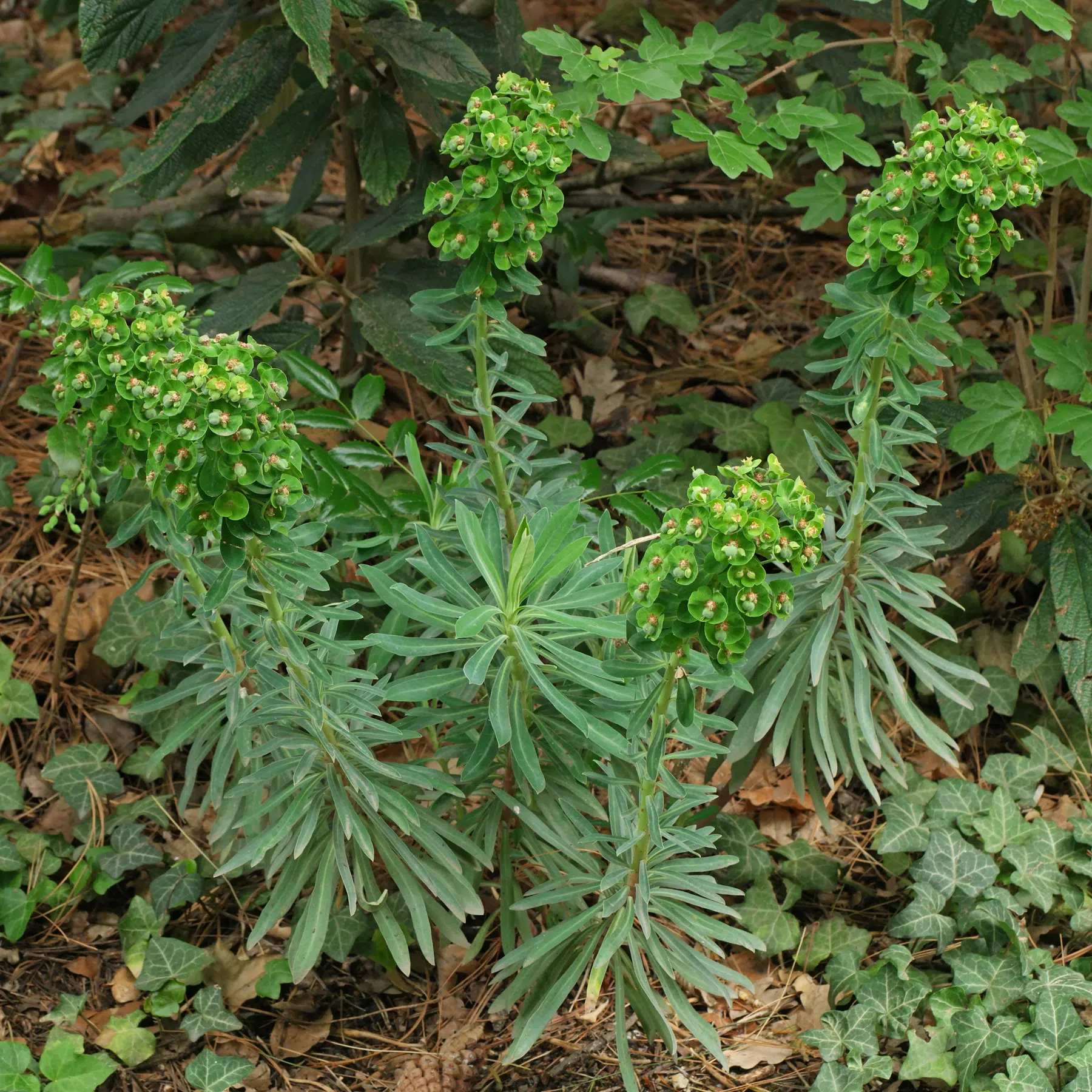 Palisaden-Wolfsmilch im Halbschatten