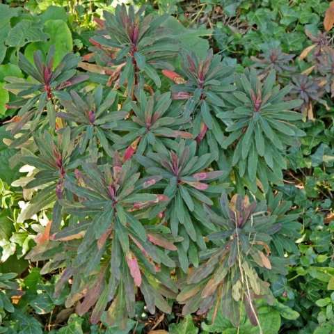 Euphorbia amygdaloides Purpurea