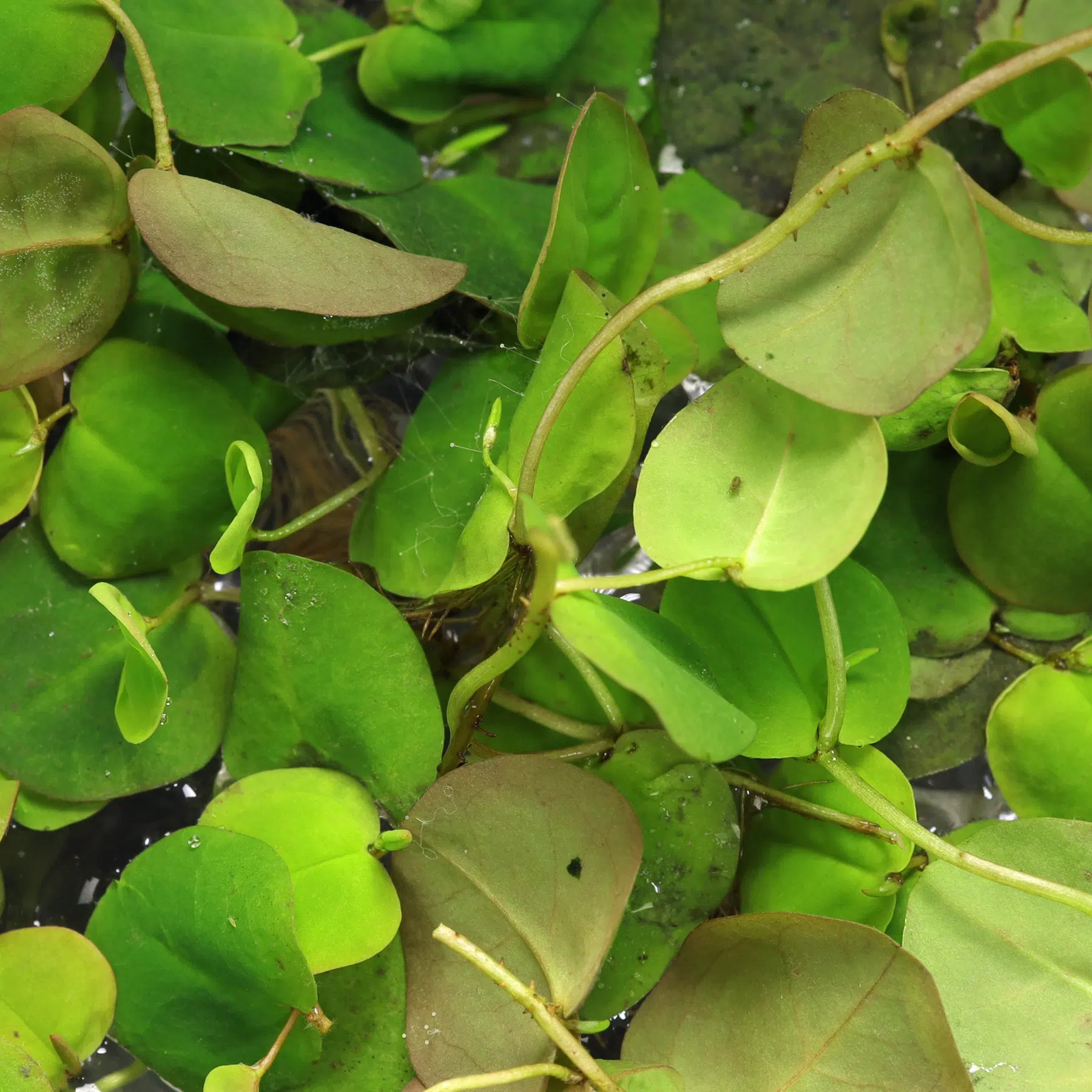 Phyllanthus fluitans