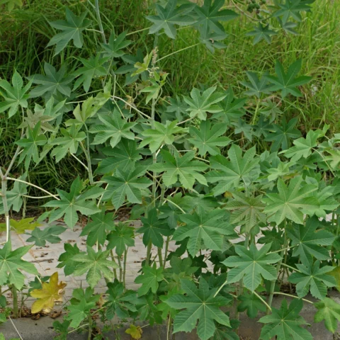 Ricinus communis Wunderbaum