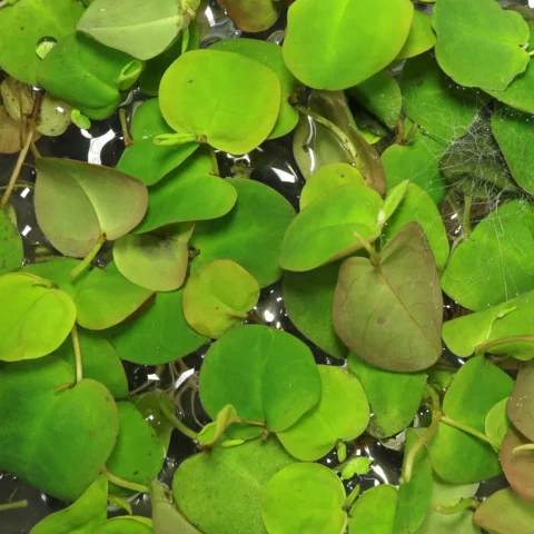 Schwimmende Wolfsmilch