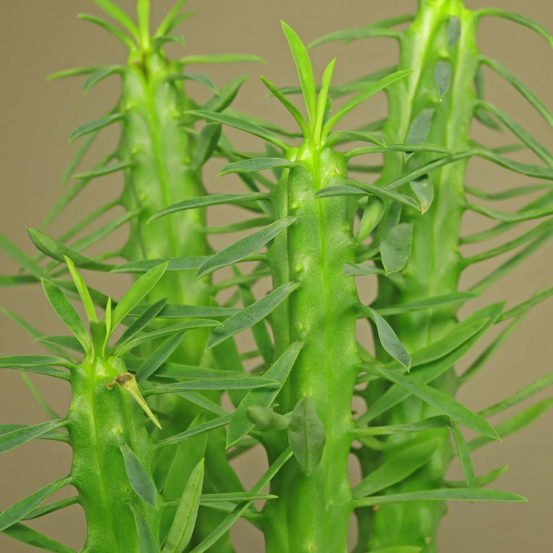 Euphorbia loricata Pflege