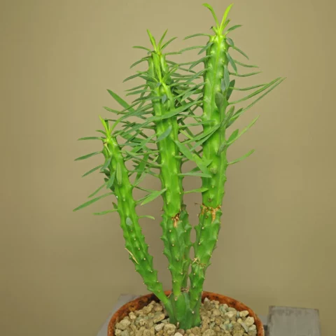 Euphorbia loricata