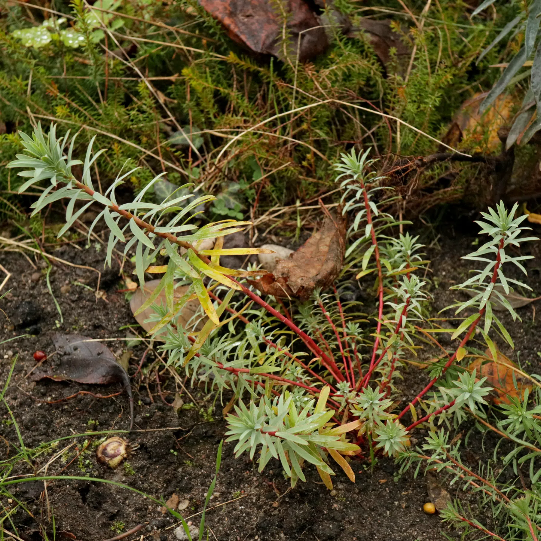 Nizza-Wolfsmilch Blue Haze