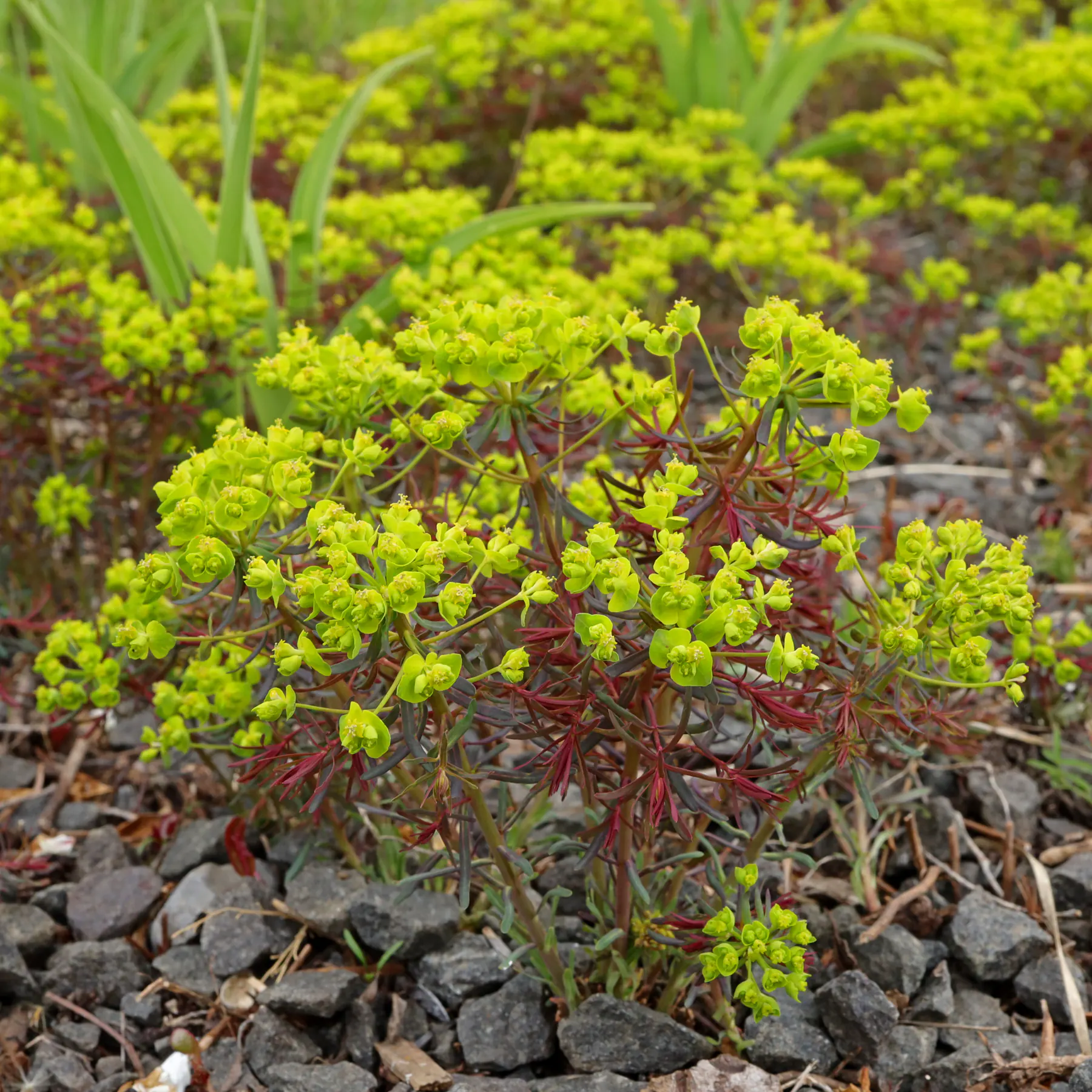 Purpur Zypressen-Wolfsmilch