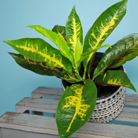 Kroton Codiaeum variegatum Mora