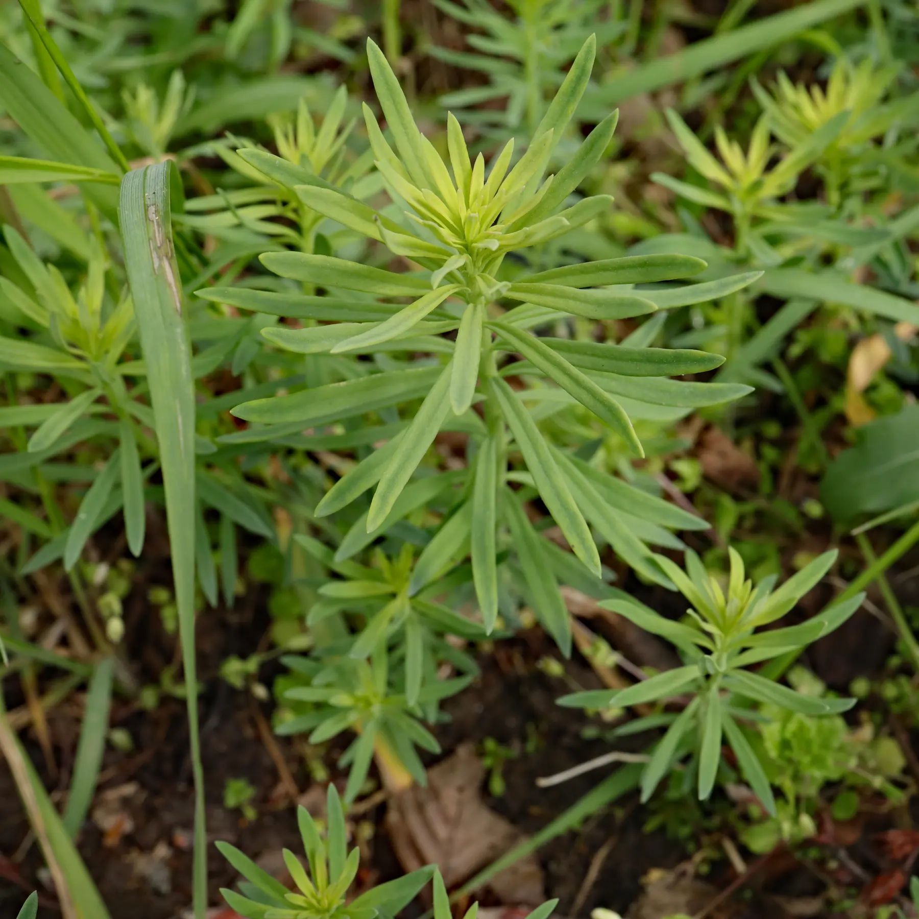 Esels-Wolfsmilch Blätter