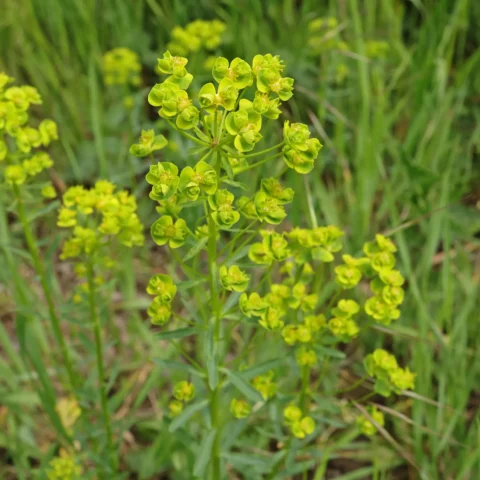 Esels-Wolfsmilch Euphorbia esula