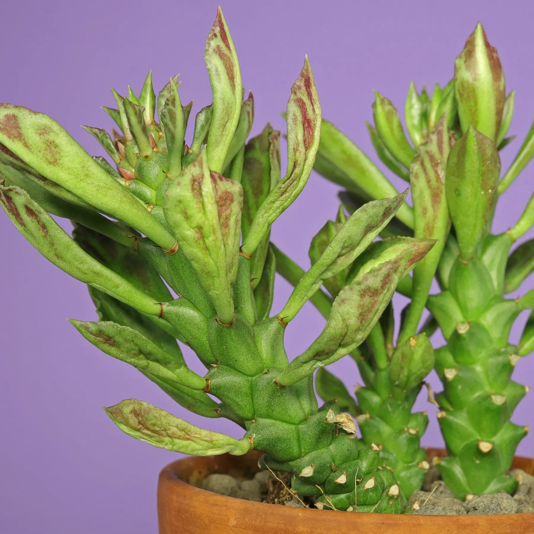 Euphorbia neostapelioides