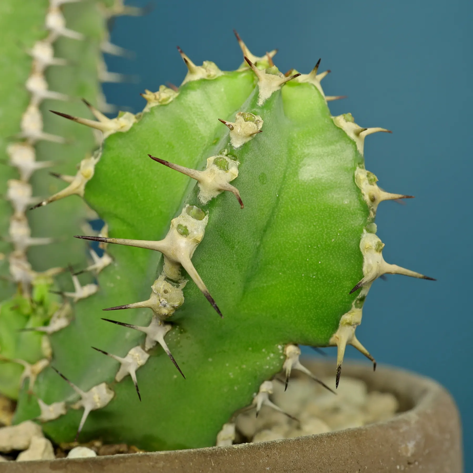 Euphorbia polyacantha
