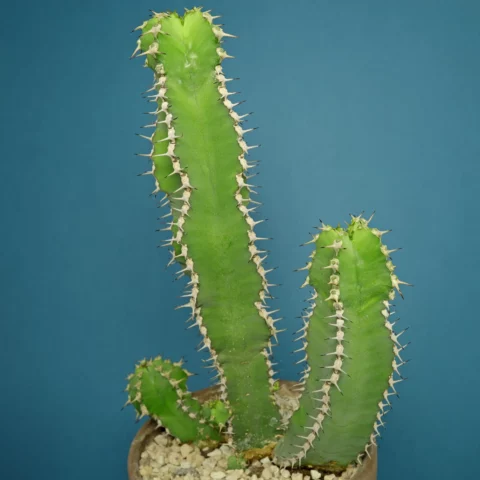 Euphorbia polyacantha