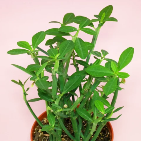Euphorbia pteroneura