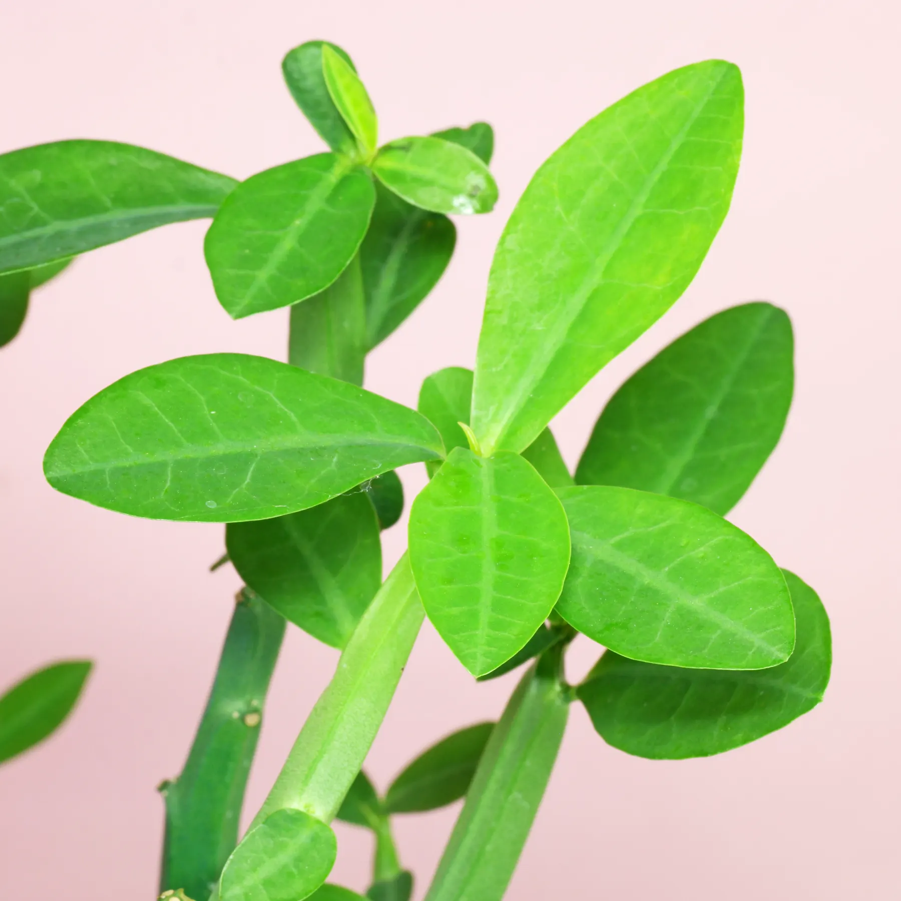 Euphorbia pteroneura Blätter