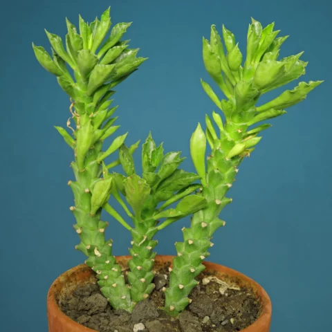 Euphorbia succulenta