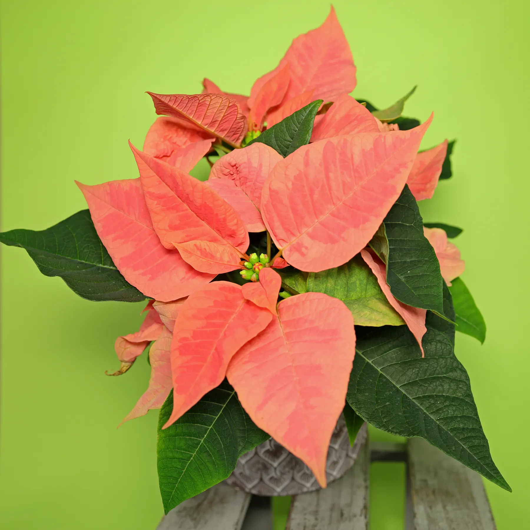 Weihnachtsstern Poinsettie