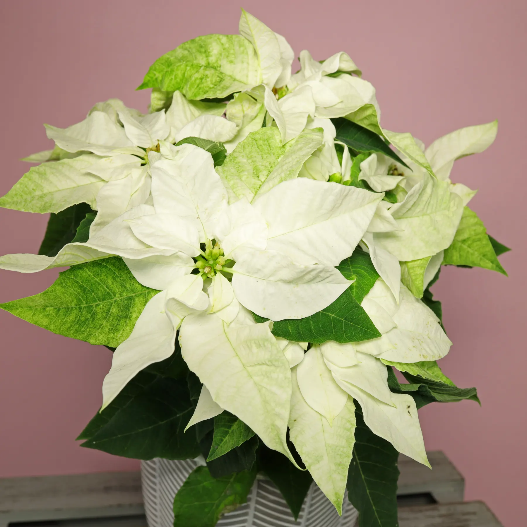 Weihnachtsstern weiss