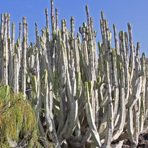 Kanaren Wolfsmilch Euphorbia canariensis