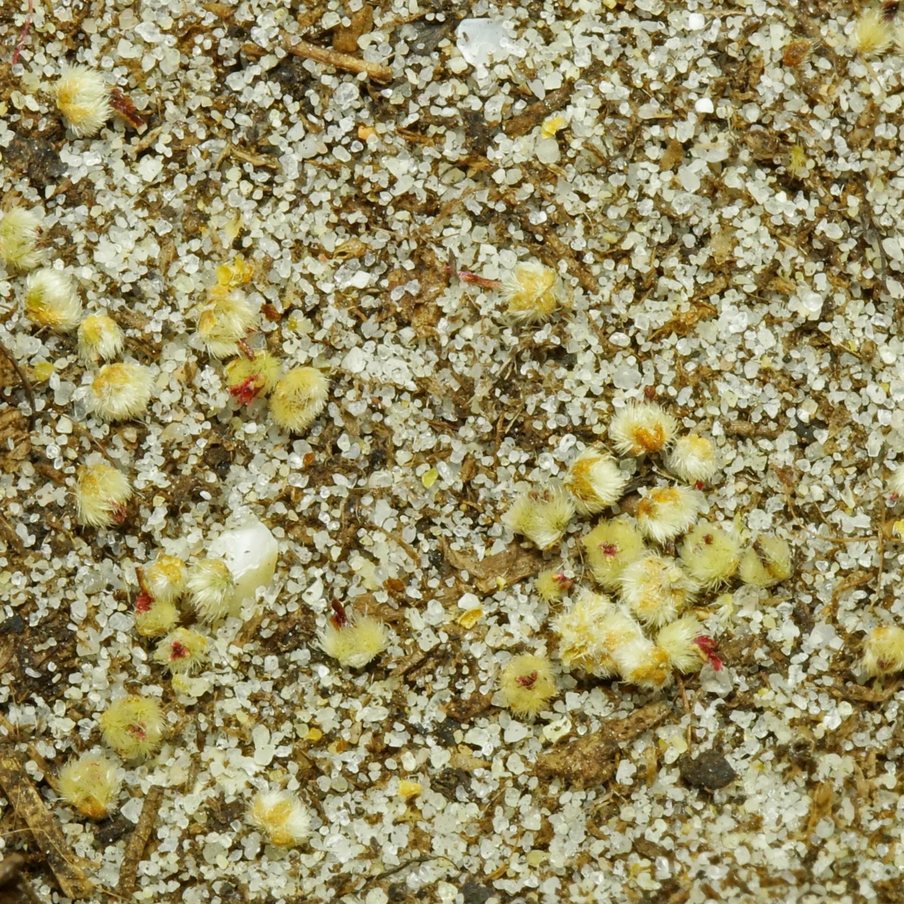 Acalypha hispida Samen