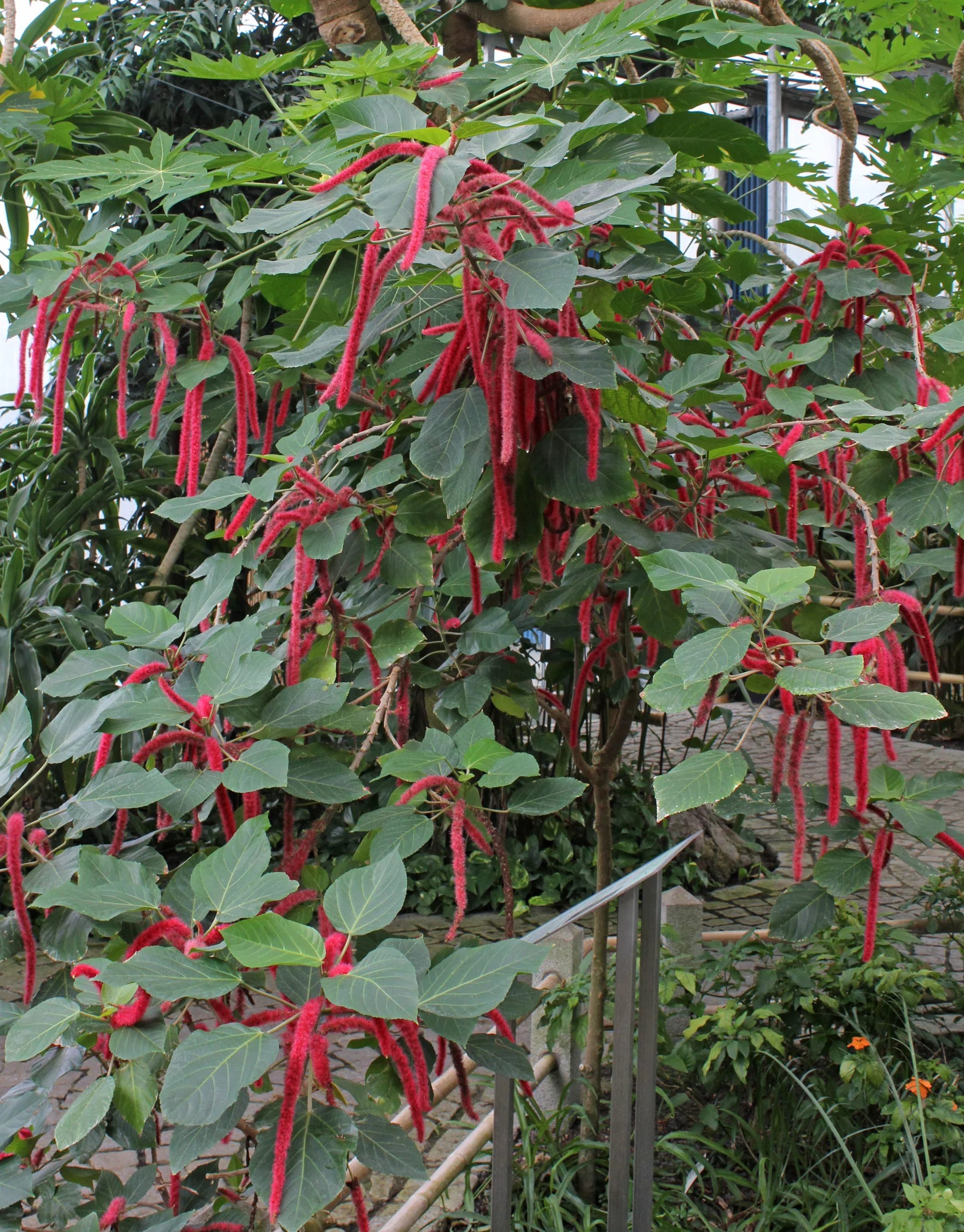 Acalypha hispida