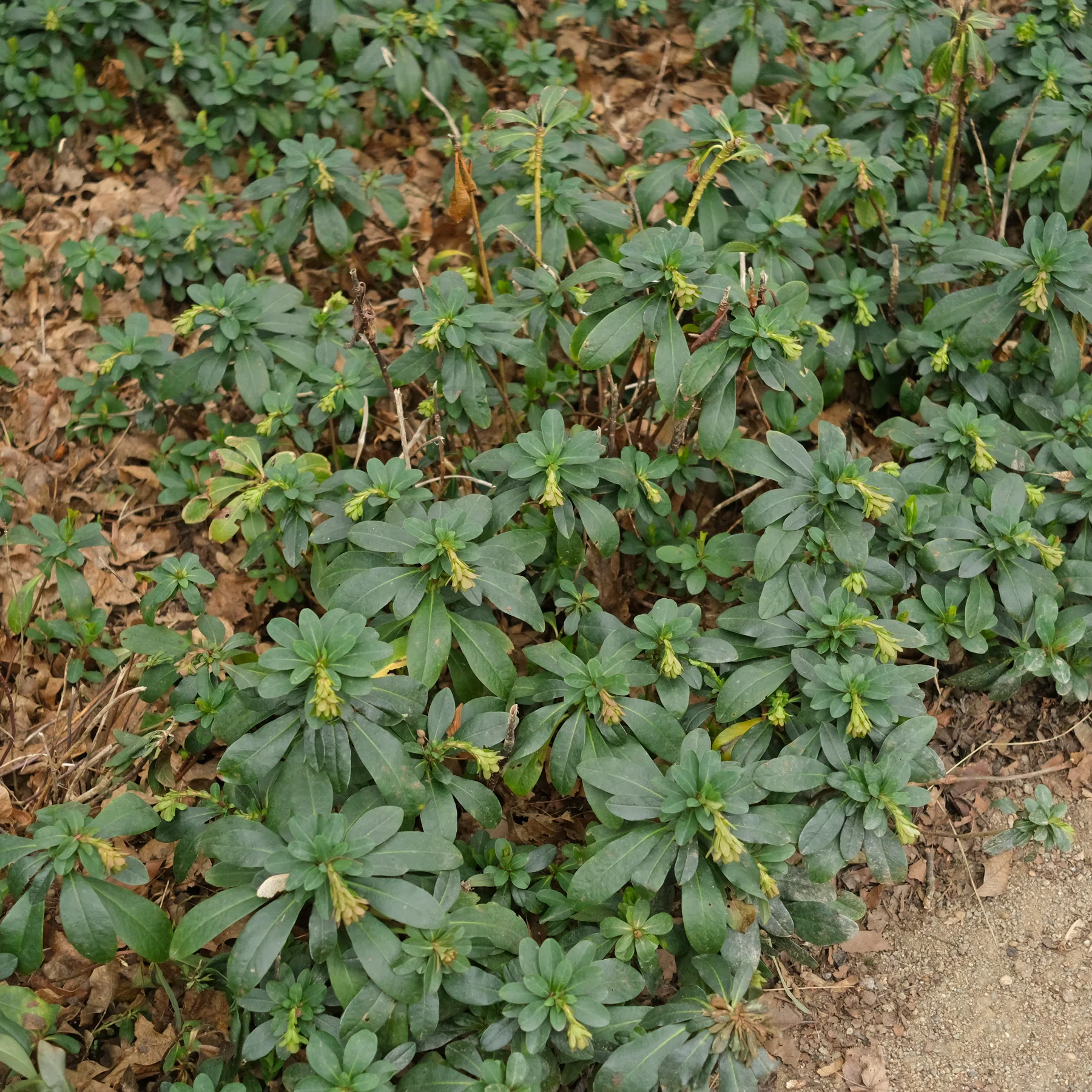 Euphorbia amygdaloides ssp. robbiae