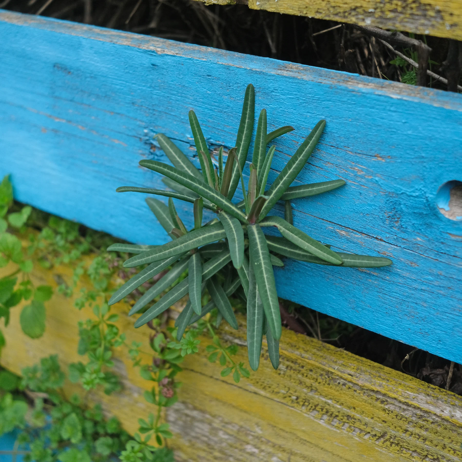 Euphorbia lathyris in Kompost